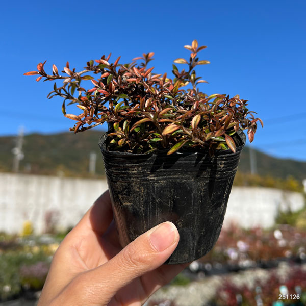 コプロスマ：オータムヘーゼ3号ポット