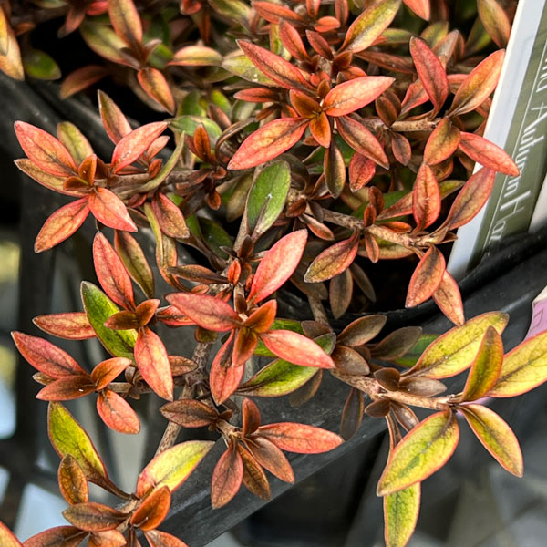 コプロスマ：オータムヘーゼ3号ポット