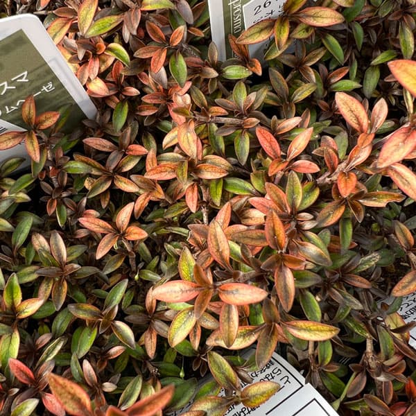 コプロスマ：オータムヘーゼ3号ポット