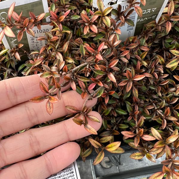 コプロスマ：オータムヘーゼ3号ポット