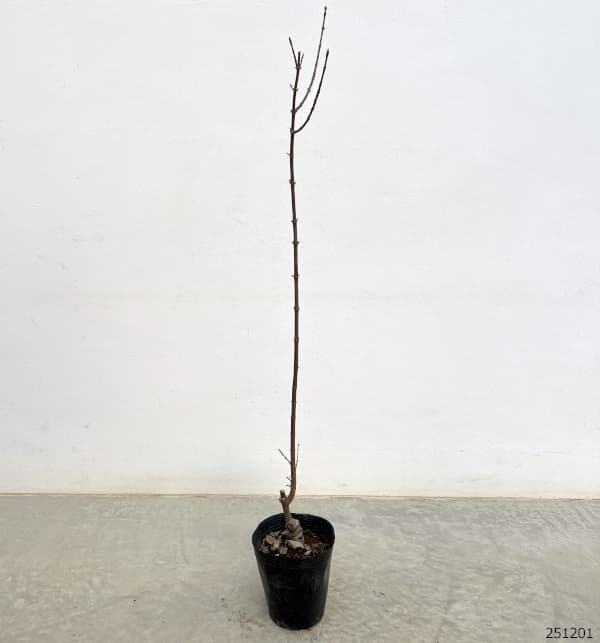 トウカエデ:花散里(ハナチルサト・メイプルレインボー)3.5号ポット