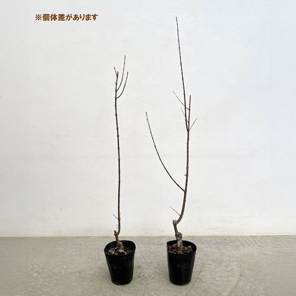 トウカエデ:花散里(ハナチルサト・メイプルレインボー)3.5号ポット