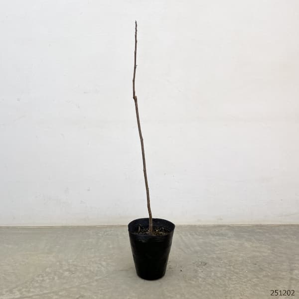 モクレン(マグノリア):ジェニー3.5号ポット