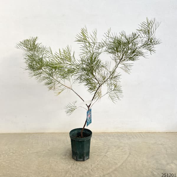 グレビレア:キングスファイア5号ポット