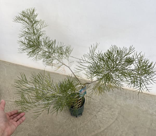 グレビレア:キングスファイア5号ポット