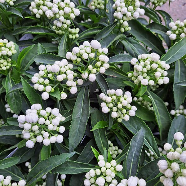 アジサイ(常緑):常山(ジョウザン)白花3号ポット