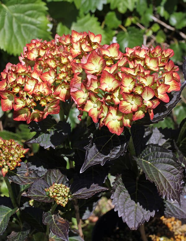 アジサイ：ライト・マイ・ファイヤー 3号ポット