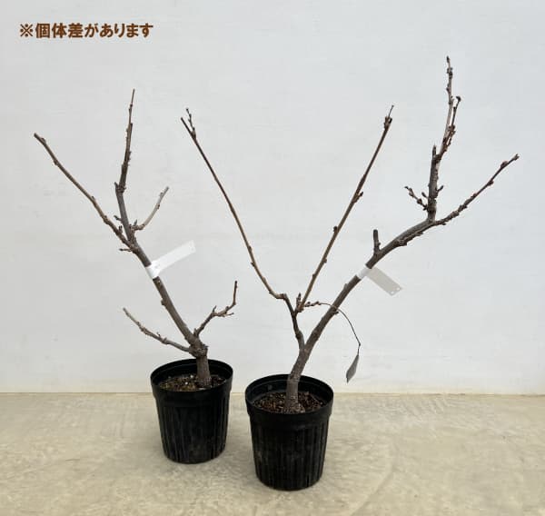 フジ(藤):長崎一才藤(ナガサキイッサイフジ)5号ポット