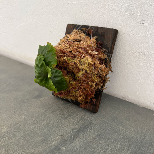 ビカクシダ(コウモリラン):マダガスカリエンセ板付25-01