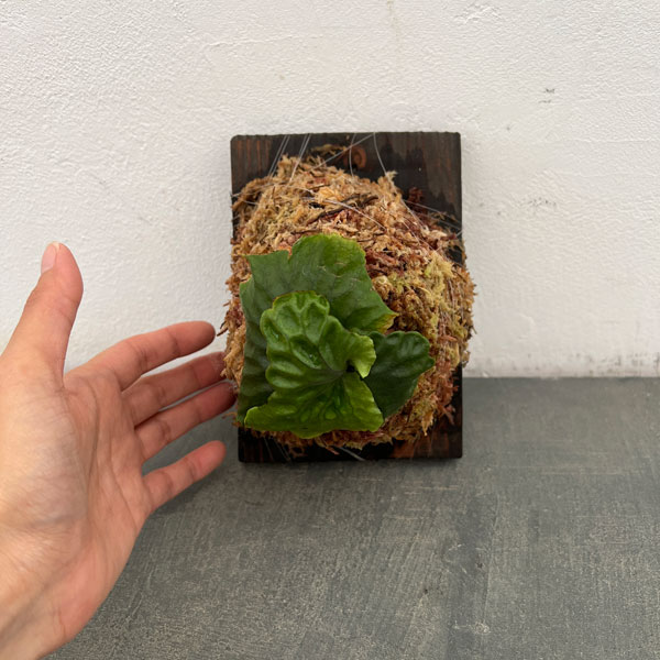 ビカクシダ(コウモリラン):マダガスカリエンセ板付25-01