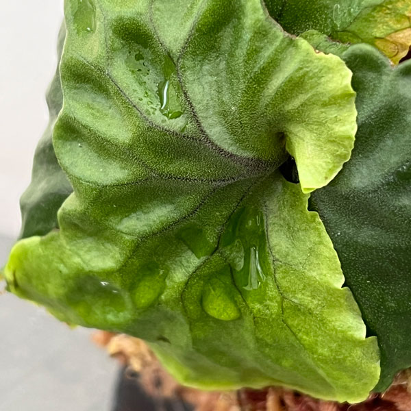 ビカクシダ(コウモリラン):マダガスカリエンセ板付25-01