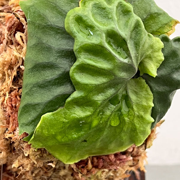 ビカクシダ(コウモリラン):マダガスカリエンセ板付25-01