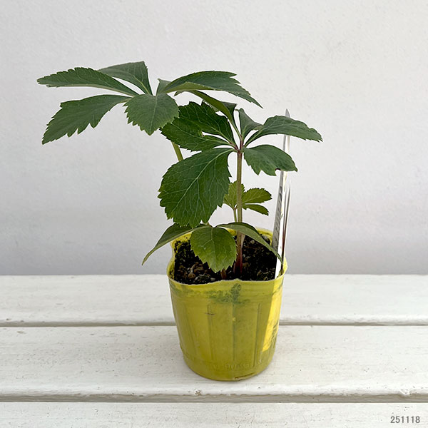 松村ナーセリーさんのクリスマスローズ:カラーゴールドダブル3号ポット