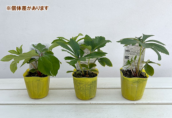 松村ナーセリーさんのクリスマスローズ:カラーゴールドダブル3号ポット