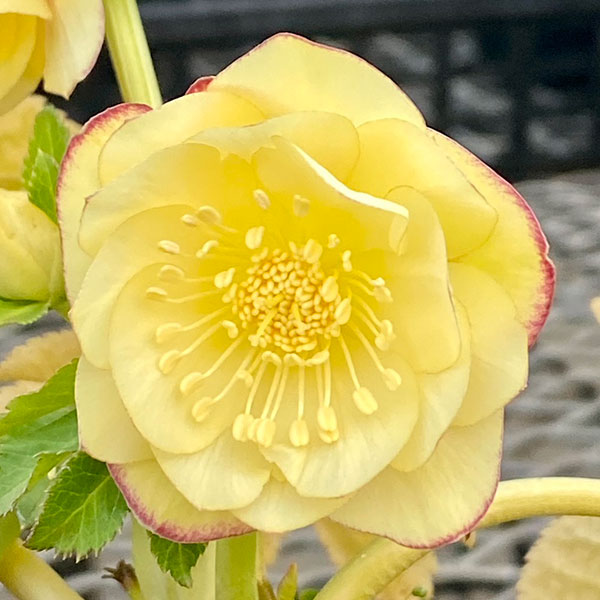 松村ナーセリーさんのクリスマスローズ:カラーゴールドダブル3号ポット