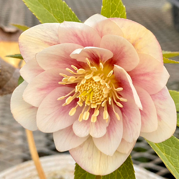 松村ナーセリーさんのクリスマスローズ:カラーゴールドダブル3号ポット