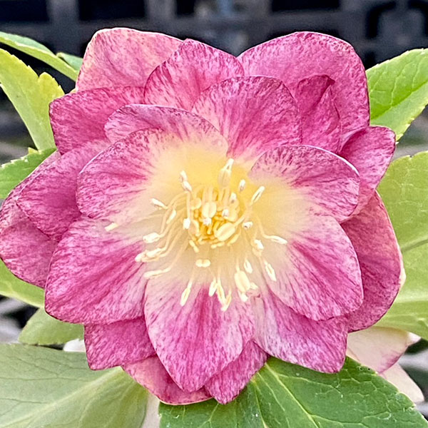 松村ナーセリーさんのクリスマスローズ:カラーゴールドダブル3号ポット