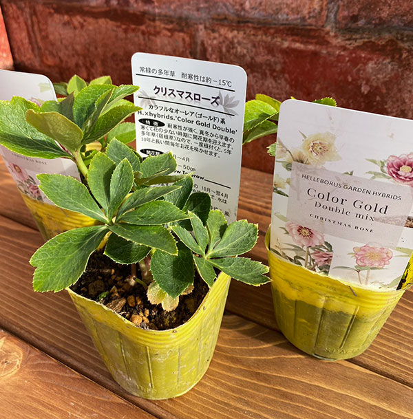 松村ナーセリーさんのクリスマスローズ:カラーゴールドダブル3号ポット