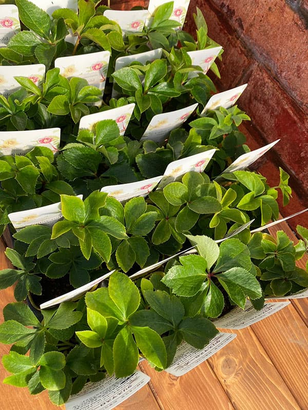 松村ナーセリーさんのクリスマスローズ:カラーゴールドダブル3号ポット