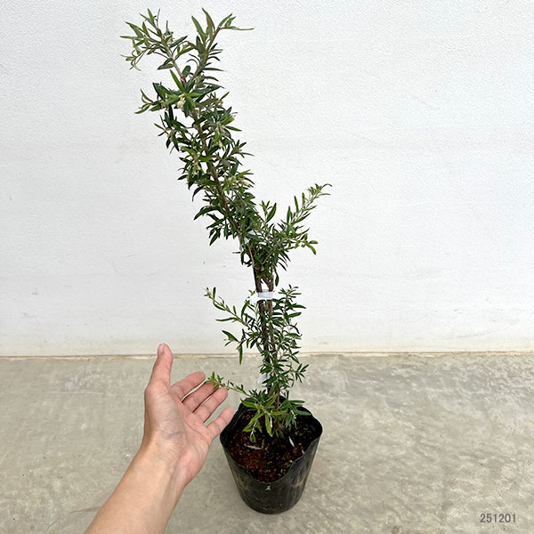 グレビレア:プーリンダシグネット4.5号ポット