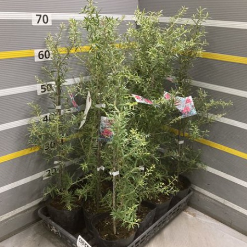 グレビレア:プーリンダシグネット4.5号ポット