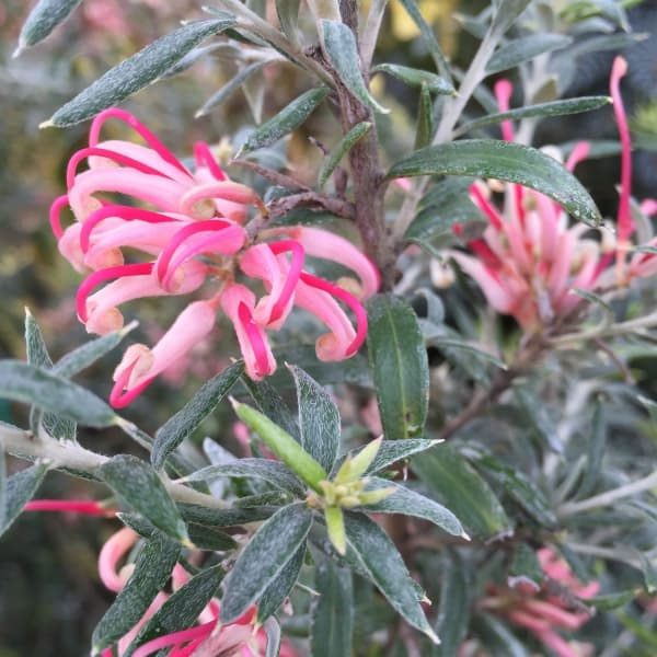 グレビレア:プーリンダシグネット4.5号ポット