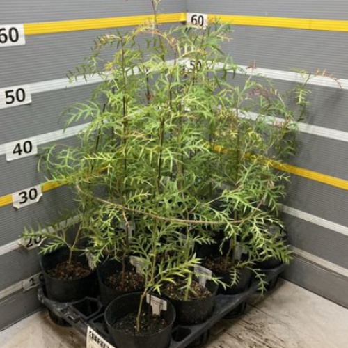 グレビレア:ブロンズランバー4号ポット