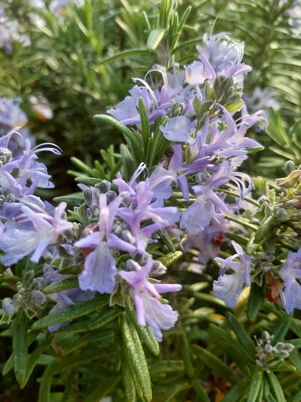 ローズマリー(立性):スピーディー3号ポット