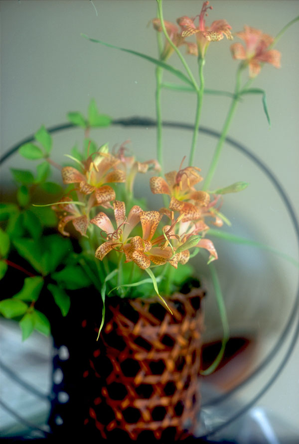 アルストロメリア：バーシカラー1球