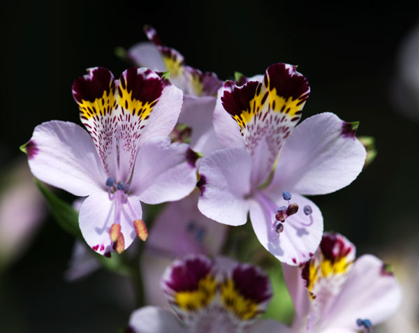 アルストロメリア：ヴィオラセア ブルー1球