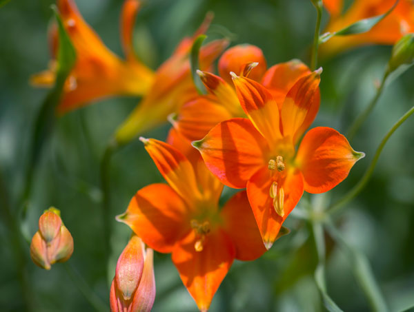 アルストロメリア：リグツ スイートオレンジ1球