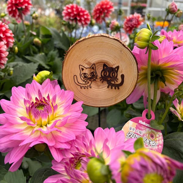 ガーデンピック:やっちゃんねるコラボ記念ピック