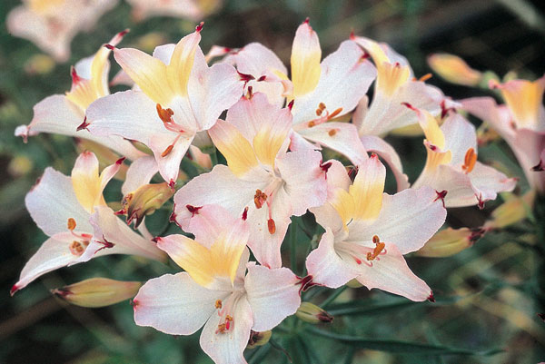 アルストロメリア:スポットレス テスティパール1球