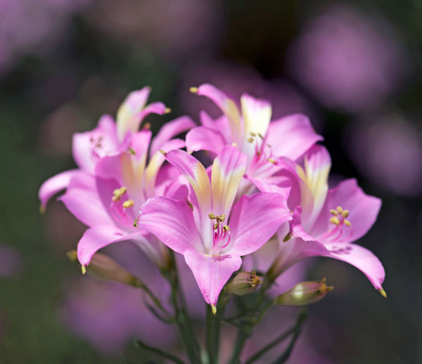 アルストロメリア：スポットレス テスティピンク1球