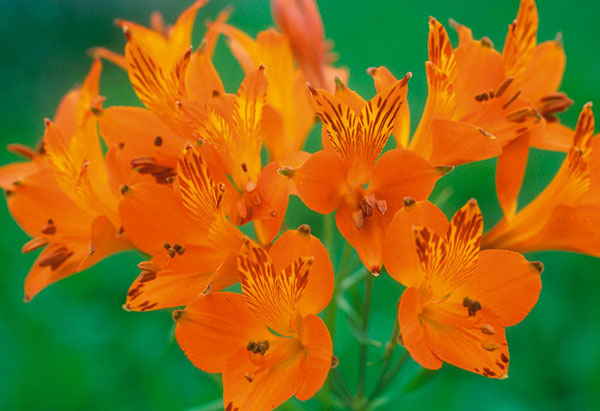 アルストロメリア：リグツオレンジシェード1球