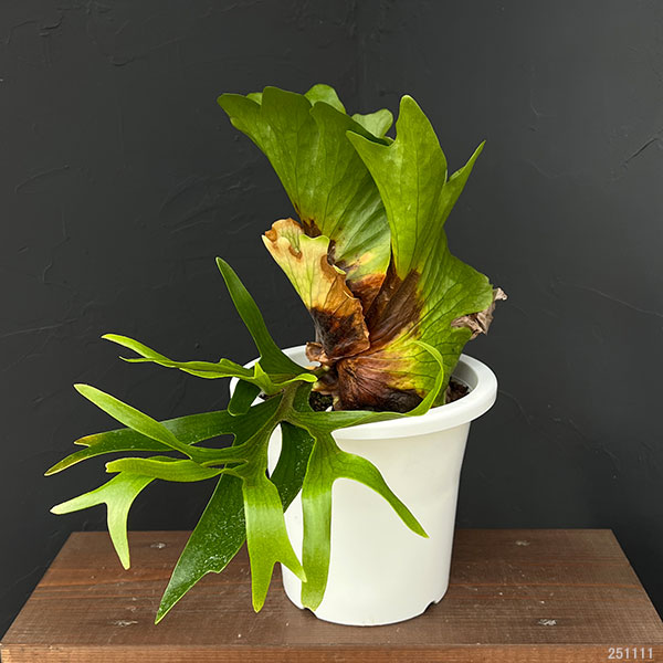 ビカクシダ（コウモリラン）：コロナリウム　7号鉢植え