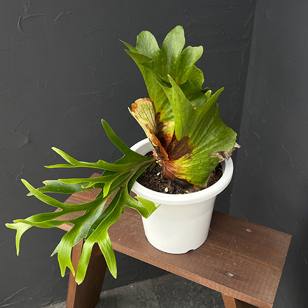 ビカクシダ（コウモリラン）：コロナリウム　7号鉢植え