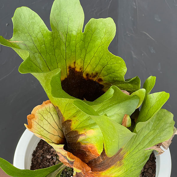 ビカクシダ（コウモリラン）：コロナリウム　7号鉢植え