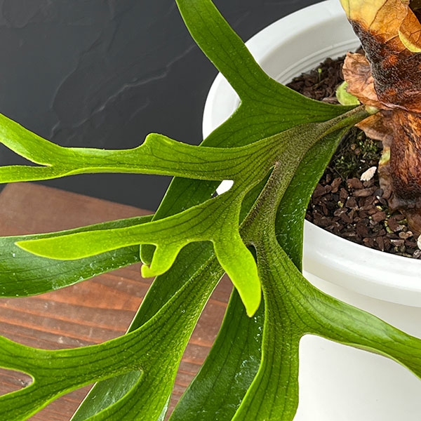 ビカクシダ（コウモリラン）：コロナリウム　7号鉢植え