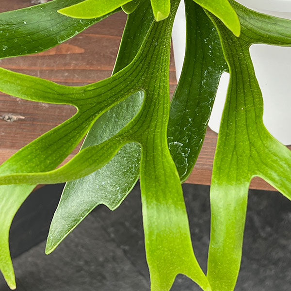 ビカクシダ（コウモリラン）：コロナリウム　7号鉢植え