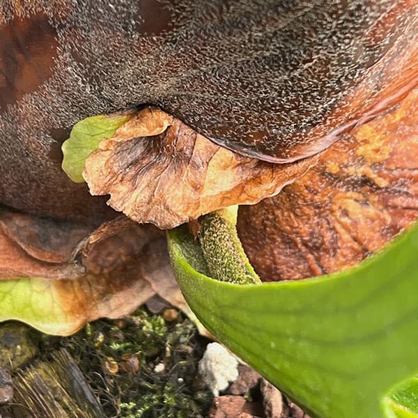 ビカクシダ（コウモリラン）：コロナリウム　7号鉢植え