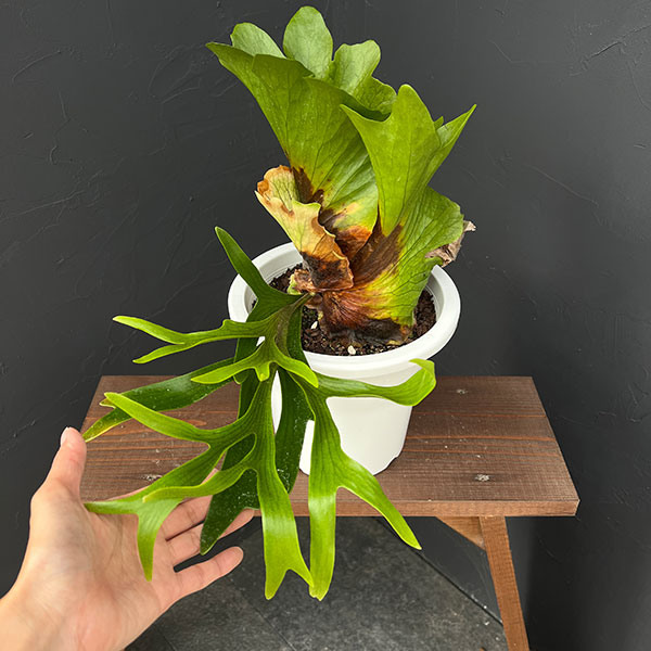 ビカクシダ（コウモリラン）：コロナリウム　7号鉢植え