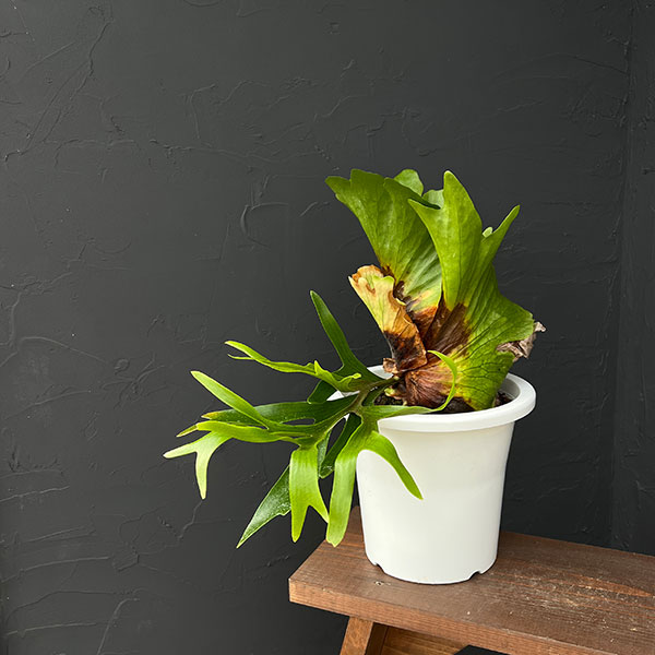 ビカクシダ（コウモリラン）：コロナリウム　7号鉢植え