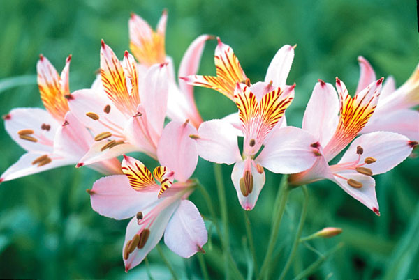 アルストロメリア：リグツライトピンクシェード（ペールピンクシェード）1球