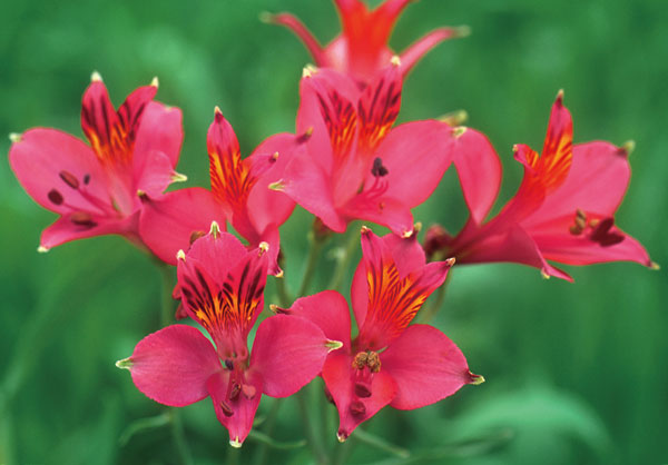 アルストロメリア:リグツローズシェード1球