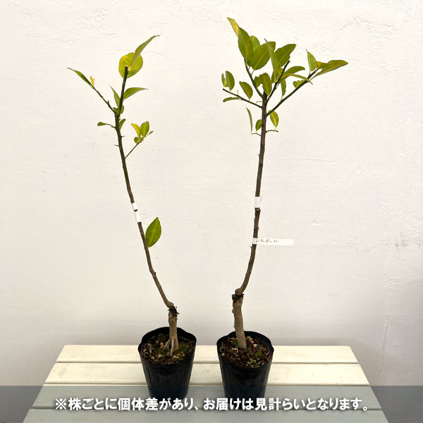 レモン:スイートレモネード4号ポット