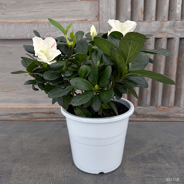 アザレア：ラブリーパール5号鉢植え