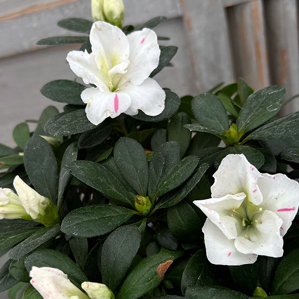 アザレア：ラブリーパール5号鉢植え