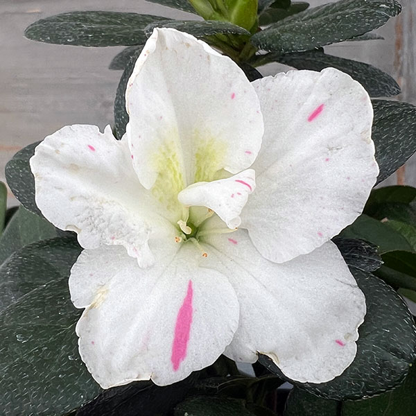 アザレア：ラブリーパール5号鉢植え