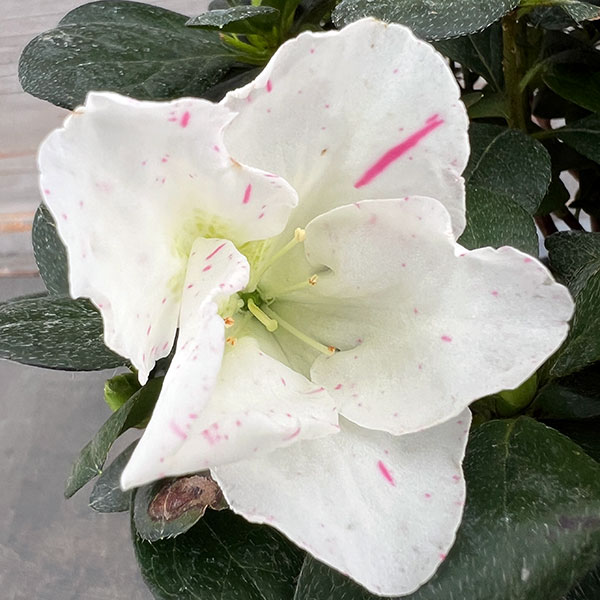 アザレア：ラブリーパール5号鉢植え